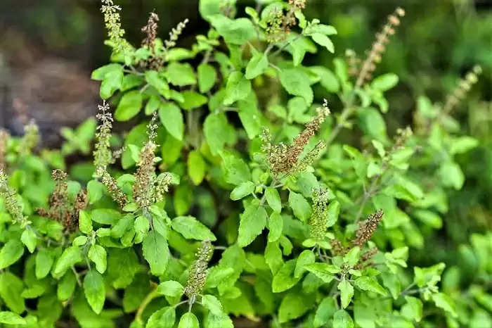 Use Of Basil For Lice Now basil leaves will remove the problem of