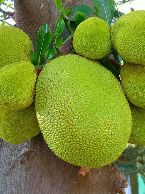 Jackfruit benifits