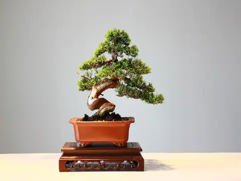 Vastu Tips What does a beautifullooking bonsai indicate?